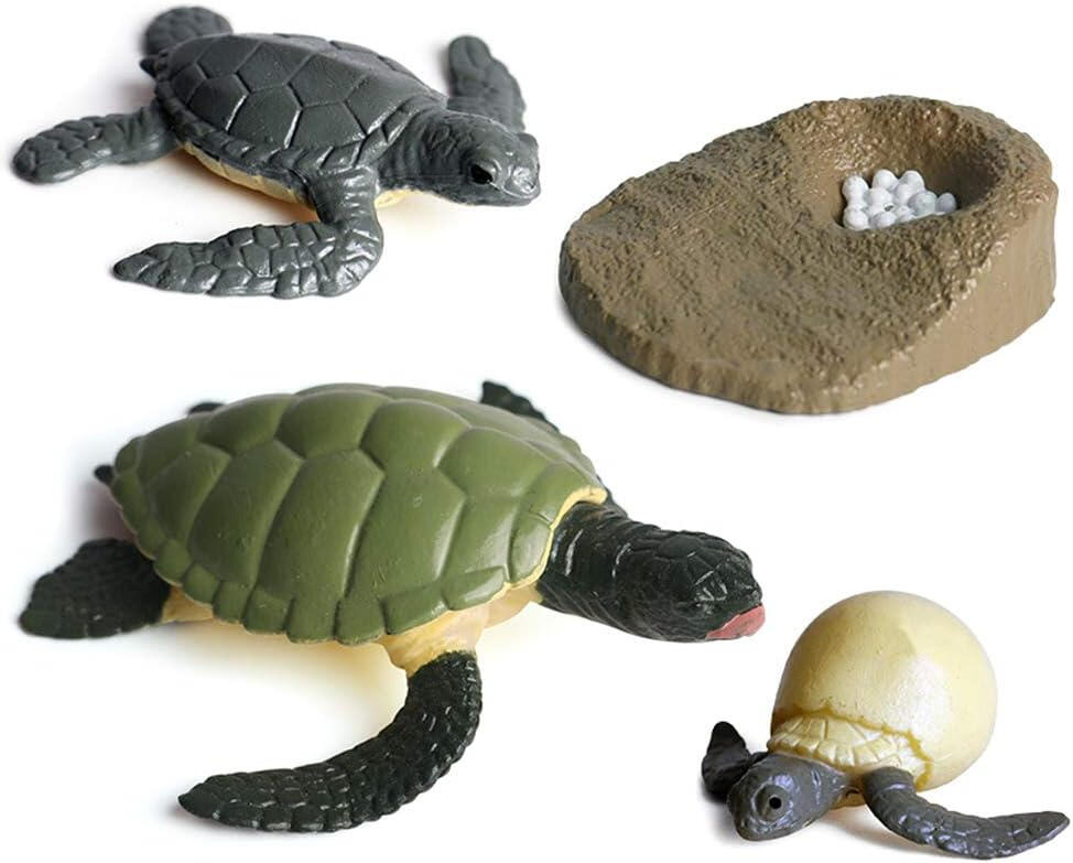 Ciclo de Vida da Tartaruga