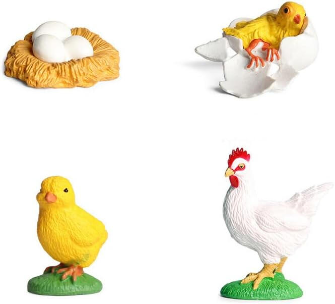 Ciclo de Vida da Galinha