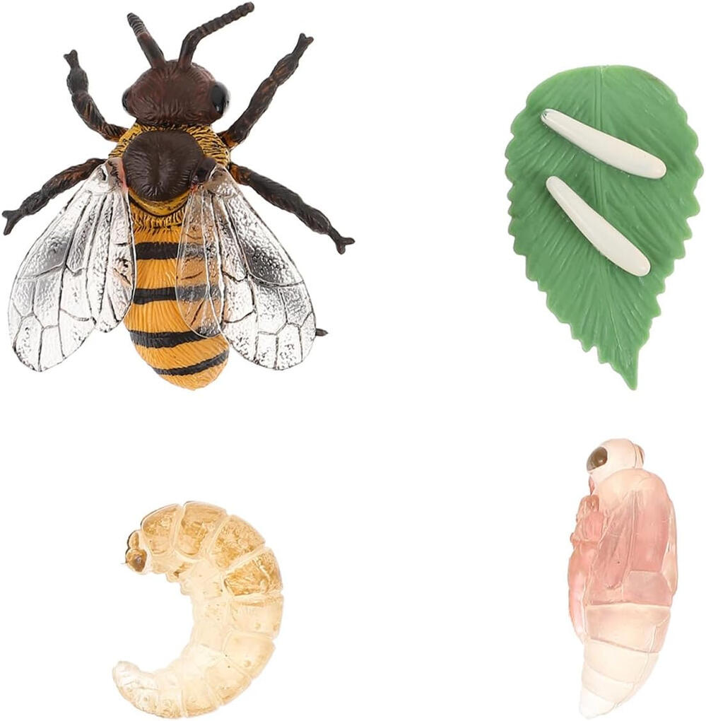 Ciclo de Vida da Abelha