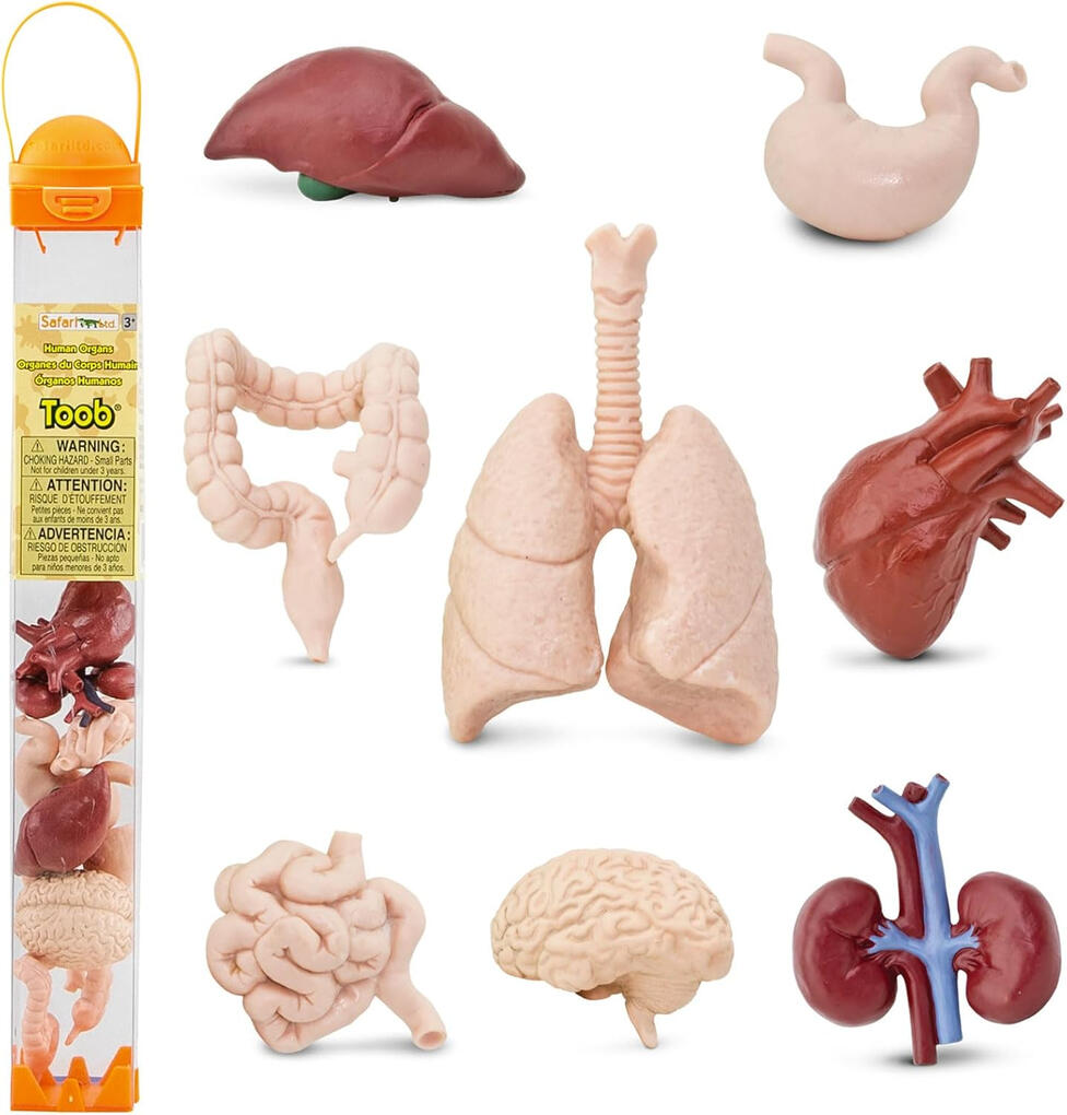 Conjunto de Figuras em Miniatura de Órgãos Humanos