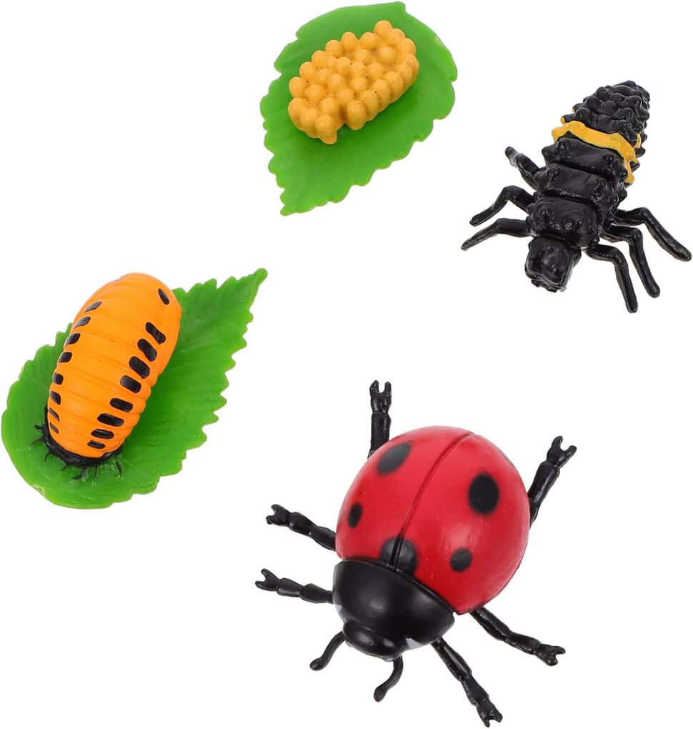 Ciclo de Vida da Joaninha