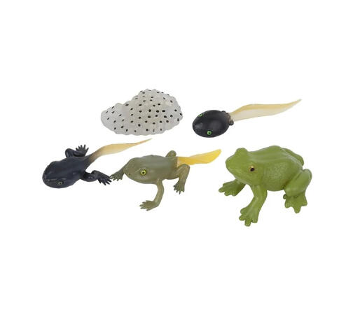 Ciclo de Vida da Rã