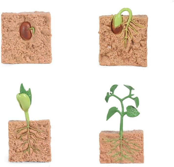 Ciclo de Vida da Planta do Feijão-Verde